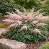 Astilba jednoducholistá (Astilbe simplicifolia 'Sprite') Astilba jednoducholistá (Astilbe simplicifolia 'Sprite')