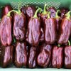 BIO Paprika Chocobell - Capsicum Annuum - bio semená - 8 ks BIO Paprika Chocobell - Capsicum Annuum - bio semená - 8 ks