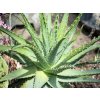 Aloe spinosissima, výška 30 cm, kvetináč 12 l Aloe spinosissima, výška 30 cm, kvetináč 12 l