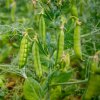Hrach dreňový Gloriosa - Pisum sativum - semená - 85 ks Hrach dreňový Gloriosa - Pisum sativum - semená - 85 ks