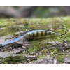 Wobler RAPALA Deep Tail Dancer TDD 7cm – Live Perch Wobler RAPALA Deep Tail Dancer TDD 7cm – Live Perch