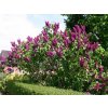 Orgován obyčajný Znamya Lenina 40-70cm - Syringa vulgaris kont. 2 l Orgován obyčajný Znamya Lenina 40-70cm - Syringa vulgaris kont. 2 l