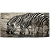 Sablio Uterák Zebry pri vode - 50x100 cm Sablio Uterák Zebry pri vode - 50x100 cm
