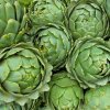 Artičoka zelená Grosse von Laon - Cynara scolymus - semená artičoky - 20 ks Artičoka zelená Grosse von Laon - Cynara scolymus - semená artičoky - 20 ks