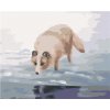 Zuty – Maľovanie Podľa Čísel – Polárna Líška U Vody (D. Rusty Rust), 40 × 50 cm, Plátno 8596530170969 Zuty – Maľovanie Podľa Čísel – Polárna Líška U Vody (D. Rusty Rust), 40 × 50 cm, Plátno 8596530170969