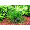 AQZ Eriocaulon cinereum Rastliny: /IN-VITRO-Tropica/ AQZ Eriocaulon cinereum Rastliny: /IN-VITRO-Tropica/