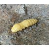 FISHUP Pupa 1,2 FISHUP Pupa 1,2