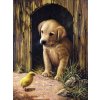 Maľovanie podľa čísiel formát A4 - Šteniatko labradora (Sada na maľovanie podľa čísiel Royal Langnickel - A4) Maľovanie podľa čísiel formát A4 - Šteniatko labradora (Sada na maľovanie podľa čísiel Royal Langnickel - A4)