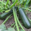 Cuketa Diamant F1 - Cucurbita pepo - semená cukety - 8 ks Cuketa Diamant F1 - Cucurbita pepo - semená cukety - 8 ks