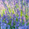 Levanduľa lekárska Provence - Lavandula angustifolia - semená - 15 ks Levanduľa lekárska Provence - Lavandula angustifolia - semená - 15 ks