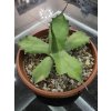 Agave oroensis v šírke 38 cm, výške 20 cm Agave oroensis v šírke 38 cm, výške 20 cm
