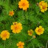 Aksamietnica rozkladitá Ground control - Tagetes patula - predaj semien - 0,5 g Aksamietnica rozkladitá Ground control - Tagetes patula - predaj semien - 0,5 g