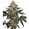 Sensi Seeds Cannabis Seeds Sauvignon Blanc Autoflowering 10+4 ks Sensi Seeds Cannabis Seeds Sauvignon Blanc Autoflowering 10+4 ks