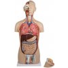 Ľudské torzo – 27-dielny anatomický model s otvoreným chrbtom Ľudské torzo – 27-dielny anatomický model s otvoreným chrbtom