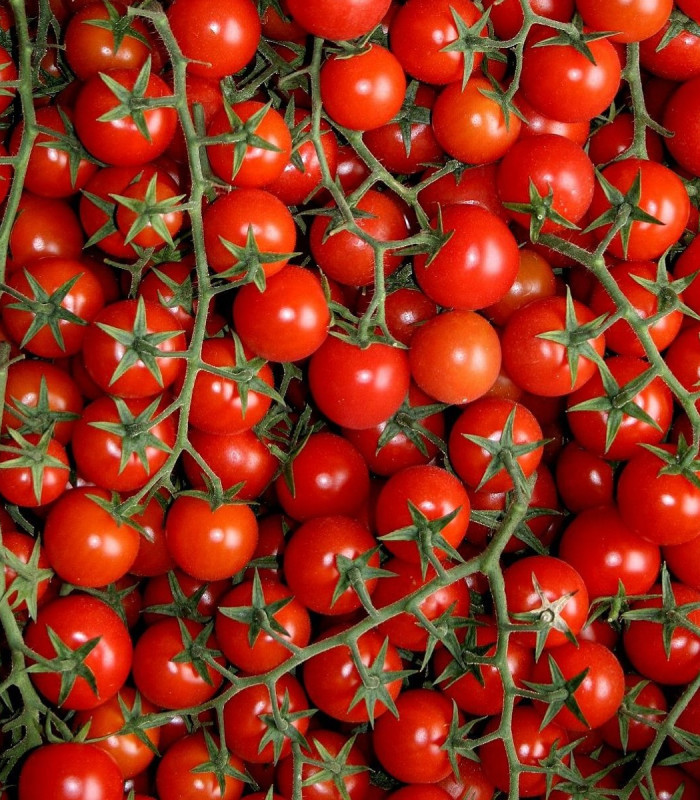 Červené Cherry paradajky - Solanum lycopersicum - semená - 6 ks