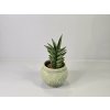 Sansevieria trifasciata 'Pineapple' Sansevieria trifasciata 'Pineapple'