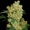Sensi Seeds - Big Bud 5 ks - Semená neobsahujú THC Sensi Seeds - Big Bud 5 ks - Semená neobsahujú THC