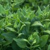 BIO Špenát novozélandský - Tetragonia tetragonoides - bio semená - 30 ks BIO Špenát novozélandský - Tetragonia tetragonoides - bio semená - 30 ks