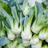 Pak Choi Chifu F1 - Brassica rapa chinensis - semená - 50 ks Pak Choi Chifu F1 - Brassica rapa chinensis - semená - 50 ks