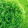 Krušpán vždyzelený - Buxus sempervirens - semená krušpánu - 10 ks Krušpán vždyzelený - Buxus sempervirens - semená krušpánu - 10 ks