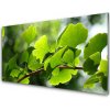 Sklenený obklad Do kuchyne Vetvy listy príroda strom 100x50 cm Sklenený obklad Do kuchyne Vetvy listy príroda strom 100x50 cm
