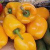 BIO paprika Quadrato Asti Giallo - Capsicum annuum - bio semená papriky - 8 ks BIO paprika Quadrato Asti Giallo - Capsicum annuum - bio semená papriky - 8 ks