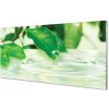 Sklenený obklad do kuchyne Kvapky vody lístia 100x50 cm Sklenený obklad do kuchyne Kvapky vody lístia 100x50 cm