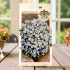Nezábudka lesná semienka Myosotis sylvatica Nezábudka lesná semienka Myosotis sylvatica