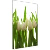 Vertikálny foto obraz akryl do obývačky Biele tulipány 50x100 cm Vertikálny foto obraz akryl do obývačky Biele tulipány 50x100 cm