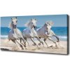 Foto obraz na plátne Biele kone pláž 100x50 cm Foto obraz na plátne Biele kone pláž 100x50 cm