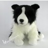 Border kolie 35 cm Border kolie 35 cm