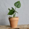 Monstera Deliciosa baby Monstera Deliciosa baby