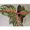 Aglaonema Red Peacock Aglaonema Red Peacock