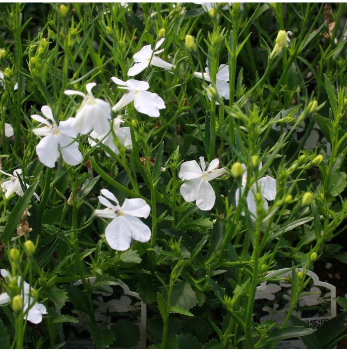 Lobelka drobná Biely palác - Lobelia erinus - semená - 0,1 g