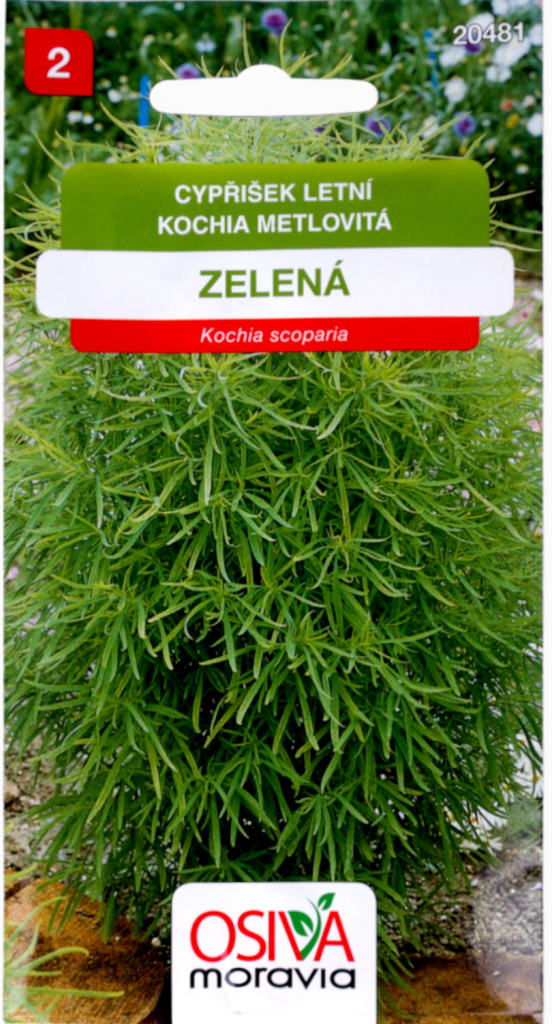 KOCHIA METLOVITÁ zelená