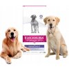 EUKANUBA suché krmivo pre psov Dermatosis FP na kožné problémy RYBA 12 kg EUKANUBA suché krmivo pre psov Dermatosis FP na kožné problémy RYBA 12 kg