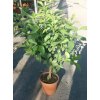 Citrus limone odroda -Zagara bianca 120-150cm (výška vrátane kvetináča 120-150cm) Citrus limone odroda -Zagara bianca 120-150cm (výška vrátane kvetináča 120-150cm)