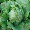 Šalát hlávkový Tarzan - Lactuca sativa L. - semená šalátu - 250 ks Šalát hlávkový Tarzan - Lactuca sativa L. - semená šalátu - 250 ks