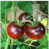 BIO Paradajka Black Trifele - Solanum lycopersicum - bio semená - 7 ks BIO Paradajka Black Trifele - Solanum lycopersicum - bio semená - 7 ks