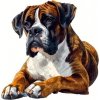 Norimpex diamantové malování Boxer 30 x 40cm