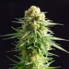 Kannabia Seeds - Kritikal-K 3 ks - Semená neobsahujú THC Kannabia Seeds - Kritikal-K 3 ks - Semená neobsahujú THC