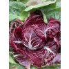 ReinSaat Radicchio