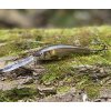 Wobler RAPALA Deep Tail Dancer TDD 7cm – Live Ayu Wobler RAPALA Deep Tail Dancer TDD 7cm – Live Ayu