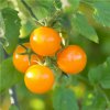 Paradajka Yoney F1- Solanum lycopersicum - semená paradajok - 6 ks Paradajka Yoney F1- Solanum lycopersicum - semená paradajok - 6 ks