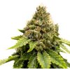 Super Sativa Seed Club - Karels Dank regular 12 ks - Semienka neobsahujú THC Super Sativa Seed Club - Karels Dank regular 12 ks - Semienka neobsahujú THC