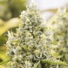 PowerStrains - Gorilla Glue Auto 1 ks - semená neobsahujú THC PowerStrains - Gorilla Glue Auto 1 ks - semená neobsahujú THC
