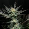Soma Seeds - Lavender OG 10 ks - Semená neobsahujú THC Soma Seeds - Lavender OG 10 ks - Semená neobsahujú THC