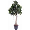 Umelý strom Kaučukovník, 220cm Umelý strom Kaučukovník, 220cm