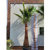 Washingtonia robusta s hladkým kmeňom s výškou kmeňa 190 cm, celková výška 420 cm Washingtonia robusta s hladkým kmeňom s výškou kmeňa 190 cm, celková výška 420 cm