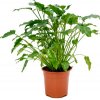 Philodendron xanadu 19x60 cm Philodendron xanadu 19x60 cm